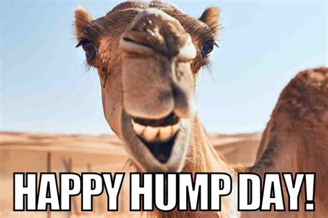 sexy happy hump day meme|35 Hump Day Memes to Laugh Through Wednesday